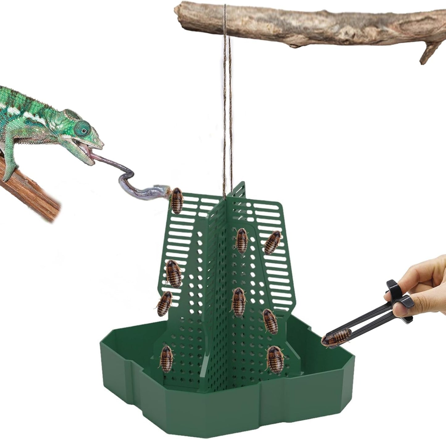 Chameleon Feeder Bearded Dragon Feeder for Mounted Insect with Rope and Tweezers, Tank and Aquarium Accessories for Lizard, Bearded Dragon, Gecko, Frog(Large)