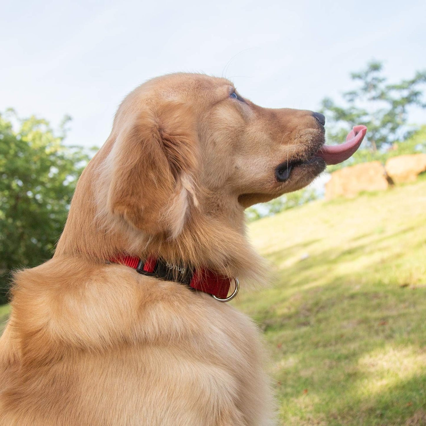 Hyhug Pets Classic Regular Solid Color Puppy Dog Collar (Small, Red)