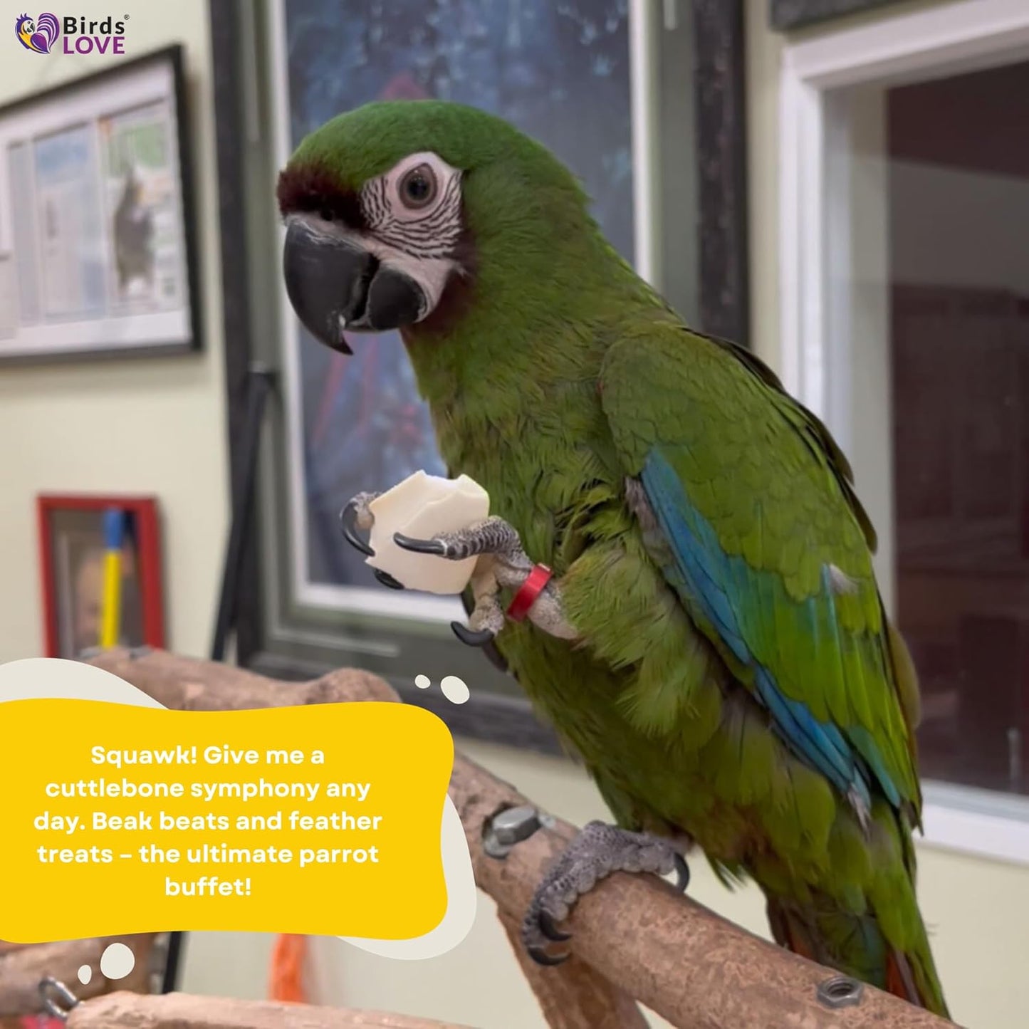 Birds LOVE 2 pc 7.5–8″ Sun-Dried Natural Cuttlebone Kit | 100 % Pure Calcium Supplement for Birds, Tortoises, Snails & Crabs | Beak & Shell Health with Metal Holder