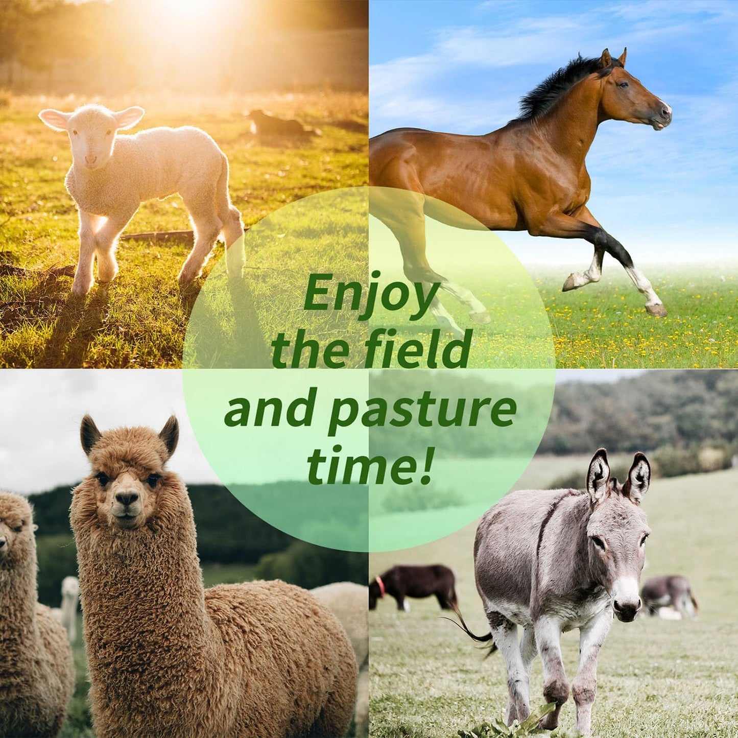 17-Inch Equine Ball for Play & Training - Anti-Burst, Mega Horse Soccer Ball for Goat, Donkey