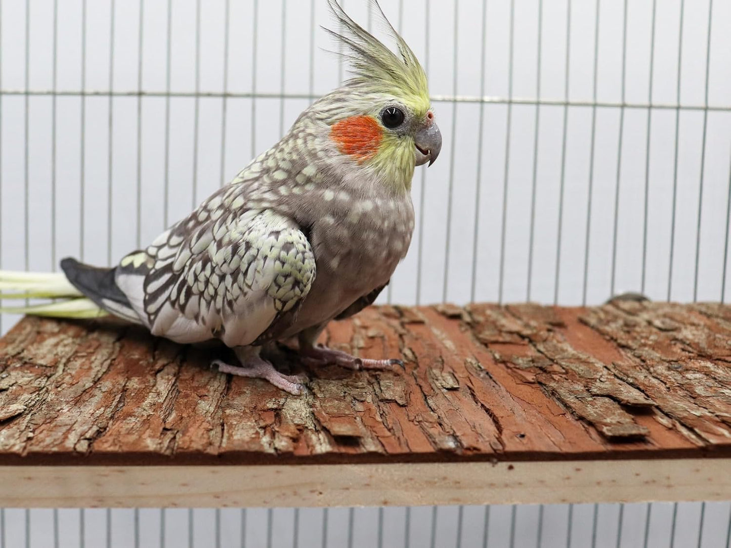 15.7 × 11.8 inch Large Bird Perch Stand Platform, Natural Wooden Small Animals Cage Accessories, Rectangle Stand Perch Shelf for Parrot Parakeet Cockatiel Rat Hamster Guinea Pig Conures Chinchillas