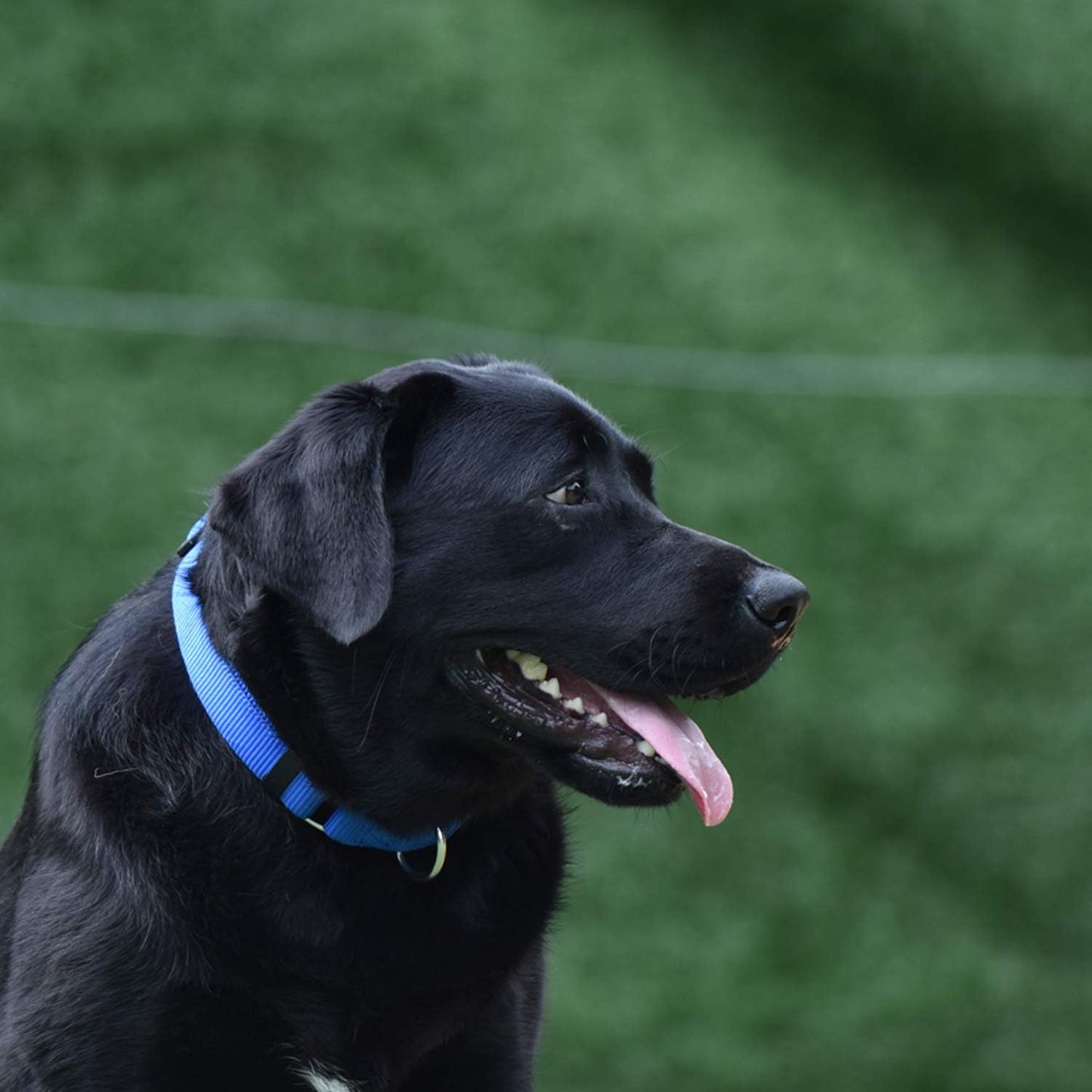 Hyhug Adjustable Solid Study Nylon Anti Escape Durable Martingale Not Slip Training Puppy Dog Collar. (Small, Bright Blue)