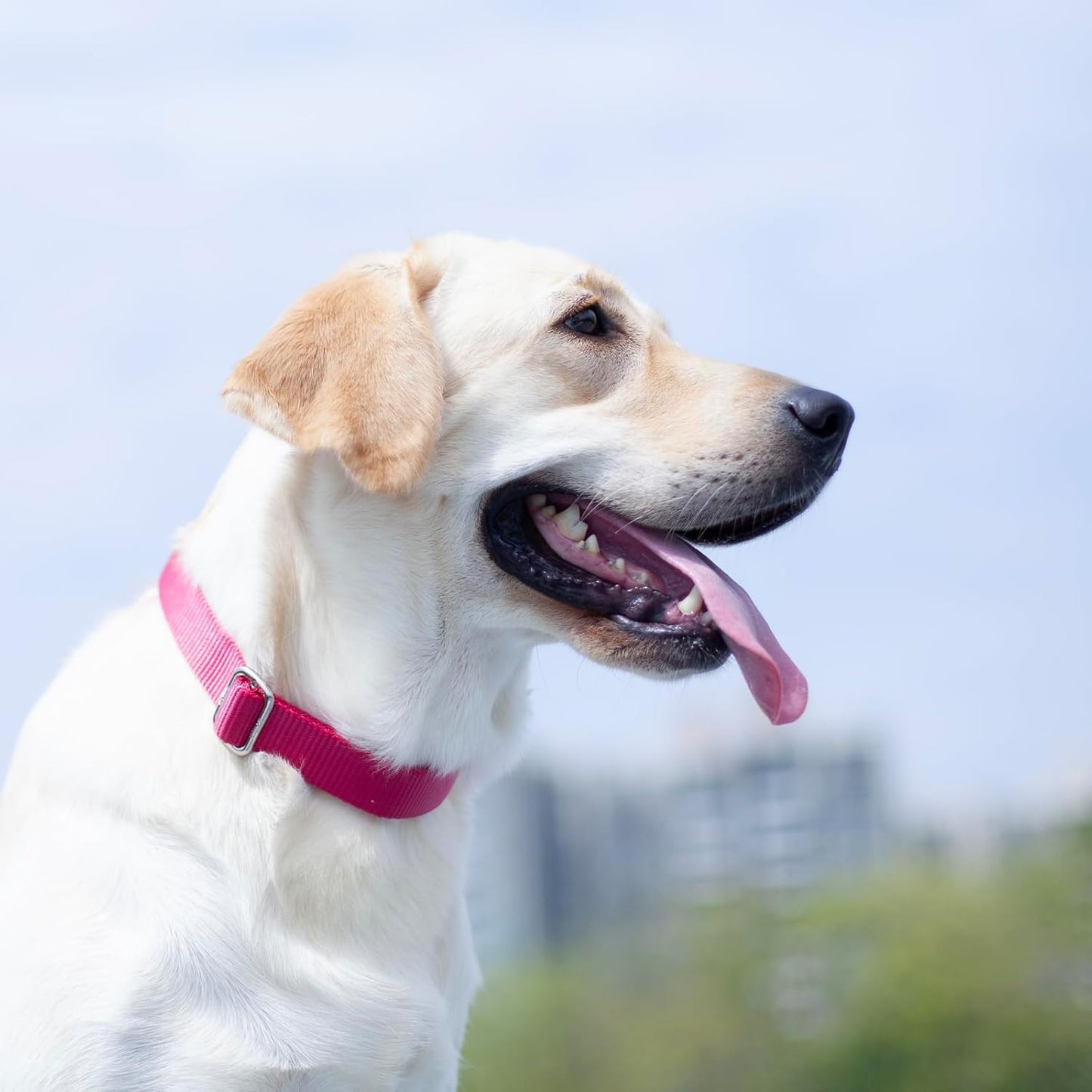 Hyhug Pets Solid Color Classic Regular Heavy Duty Basic Collar for Large Dogs, Unique Design Adjustment Triglide Slide (Buckle) Can Attached Name Tag Accessories. (Large, Rose Red)