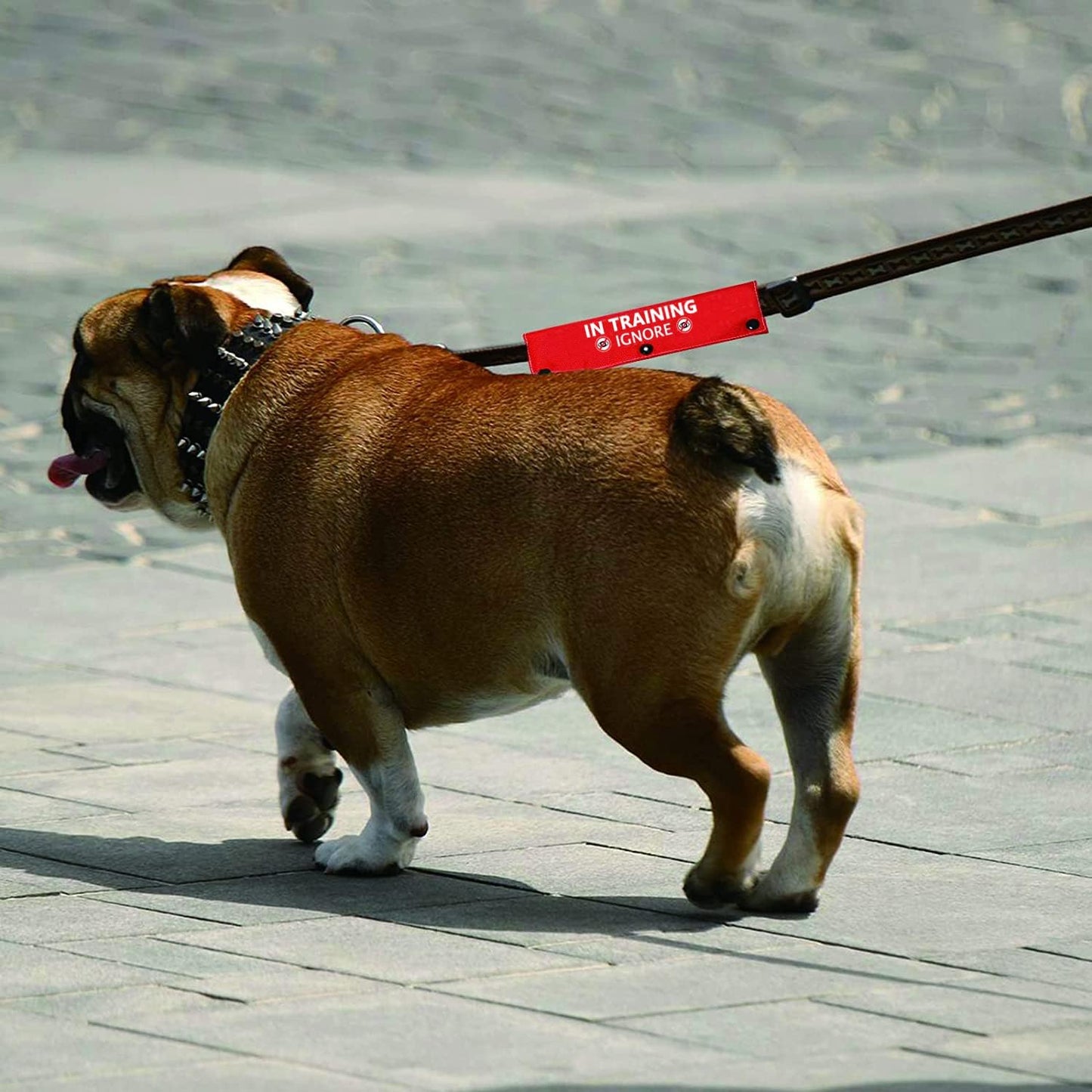 Funny Dog Leash Sleeve Have in Training Ignore Dog Leash Wrap Wrap Alert Hanging ID Patch Tag Pet Birthday Gift(Training Ignore-Sleeve)