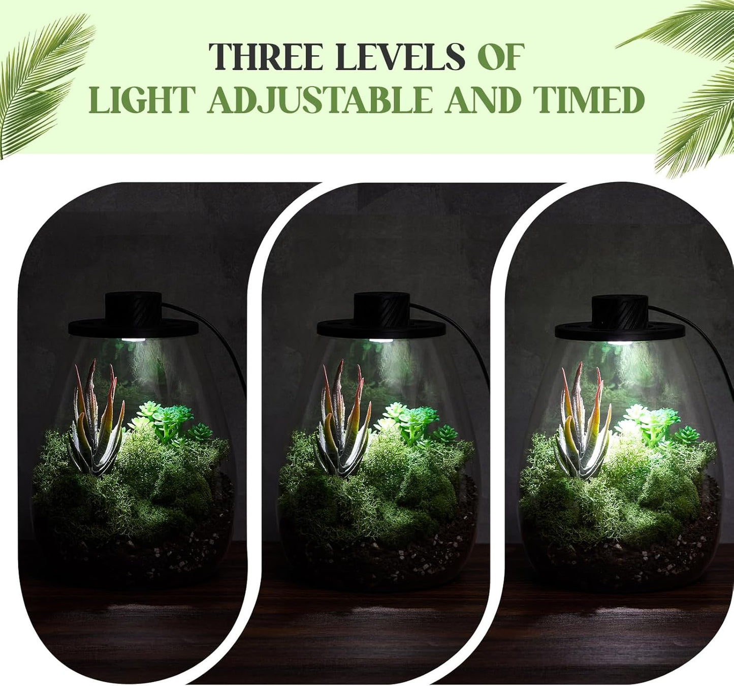 Maxdot Glass Plant Terrarium Kit with Light for Succulent, Moss, Miniature Gardening Landscape, Betta Fish Tank, Office Home Decoration, Plant Lovers Gifts (6.9 x 7.8 Inch)