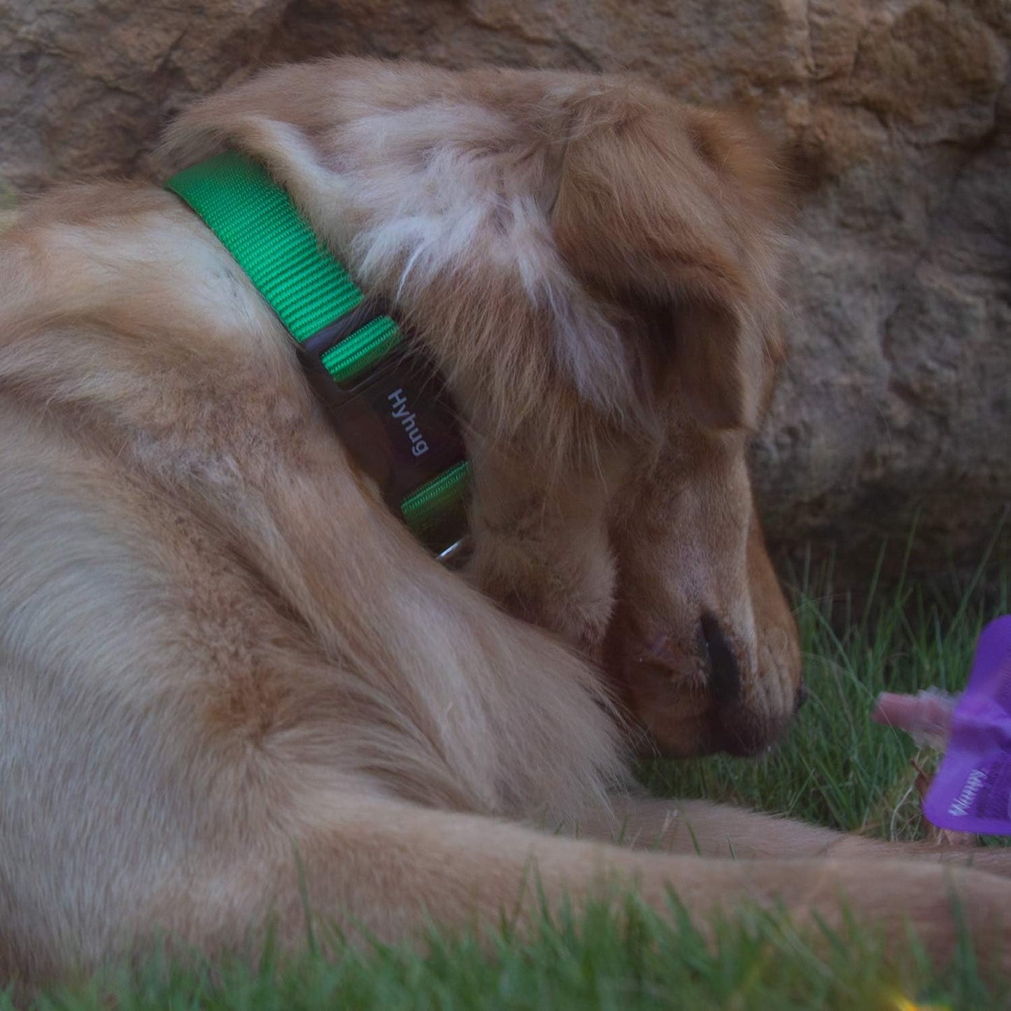 Hyhug Pets Classic Regular Heavy Duty Nylon Dog Collar (Small, Lime Green)