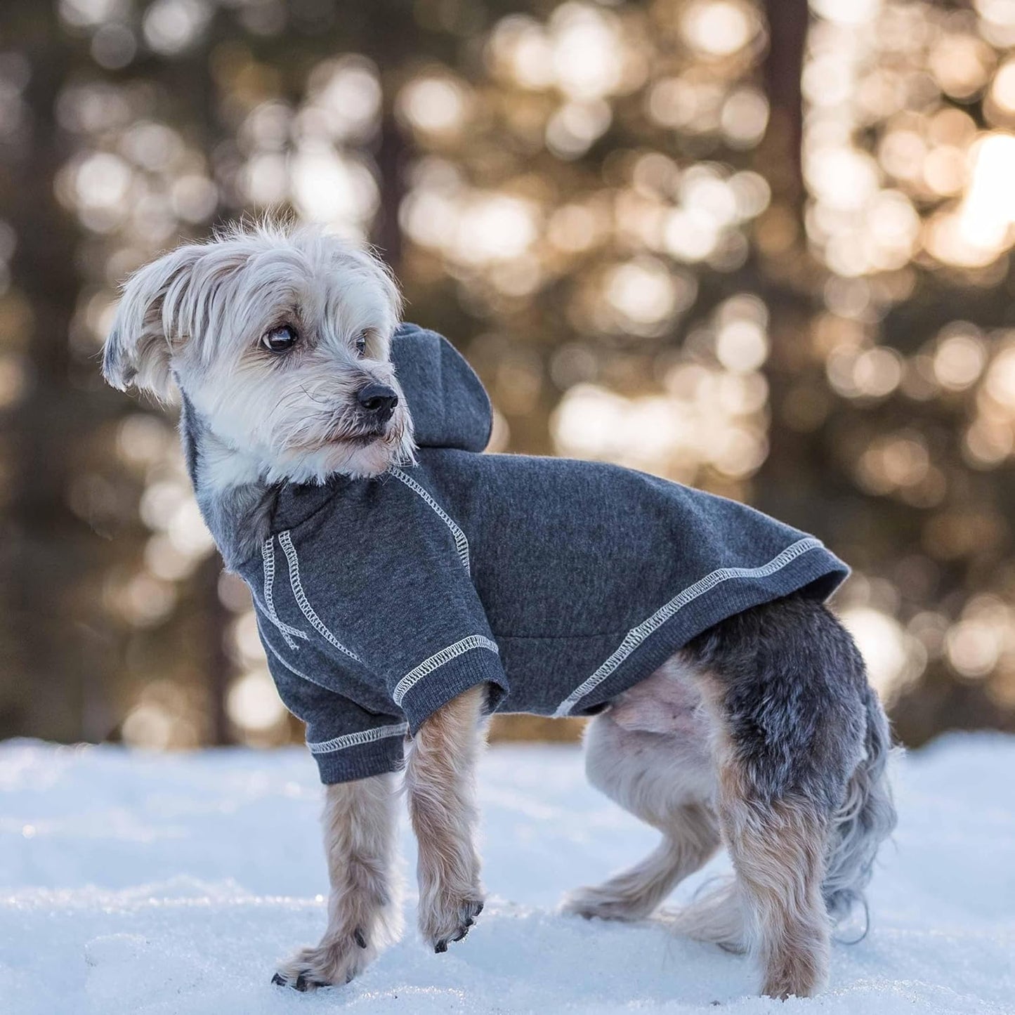 Blueberry Pet Essentials Soft & Comfy Better Basic Cotton Blend Dog Hoodie Sweatshirt in Charcoal Grey, Back Length 18", Pack of 1 Jacket for Dogs