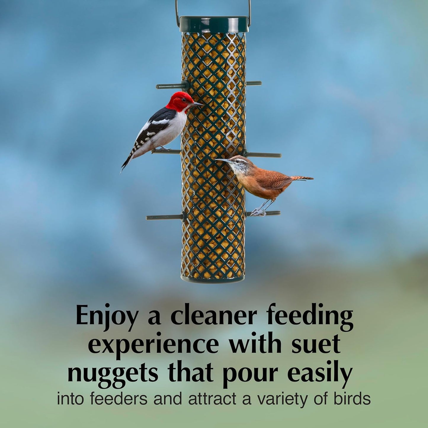 C&S Sunflower Suet Nuggets, Suet Nuggets for Wild Birds, 27 Ounces